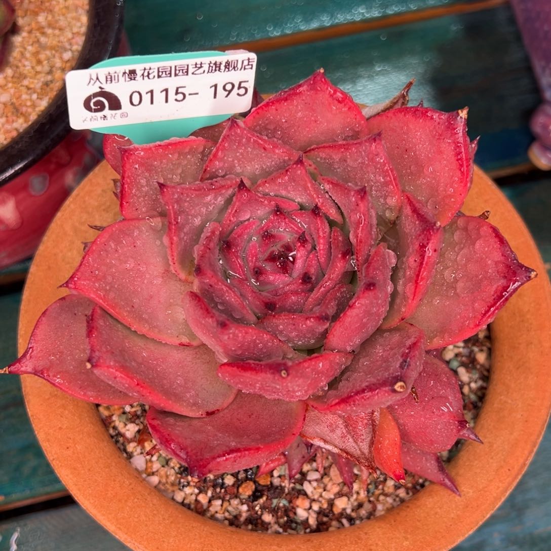 从前慢多肉精选编号0115.195