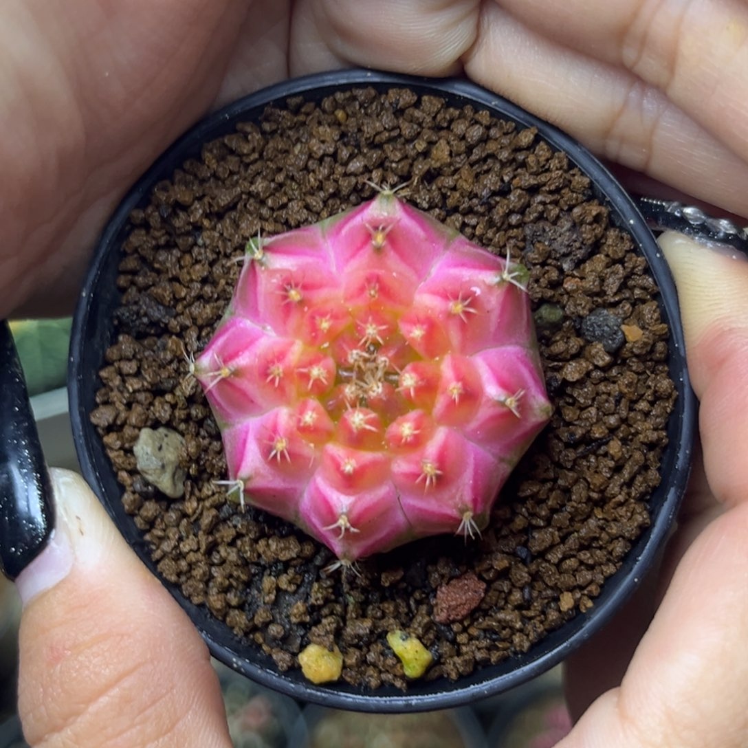 泰系轮回 带盆土发货