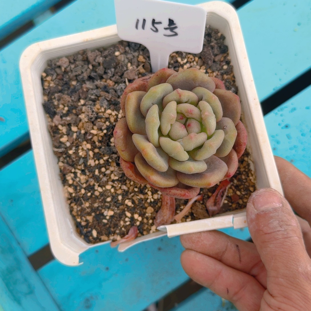 115号多肉1111111111