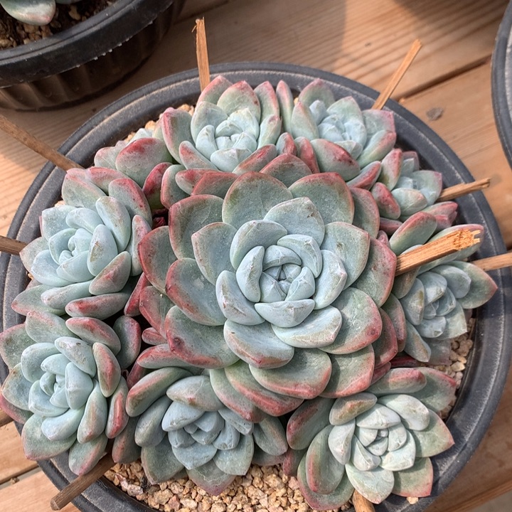 冰玉老桩自然群。。