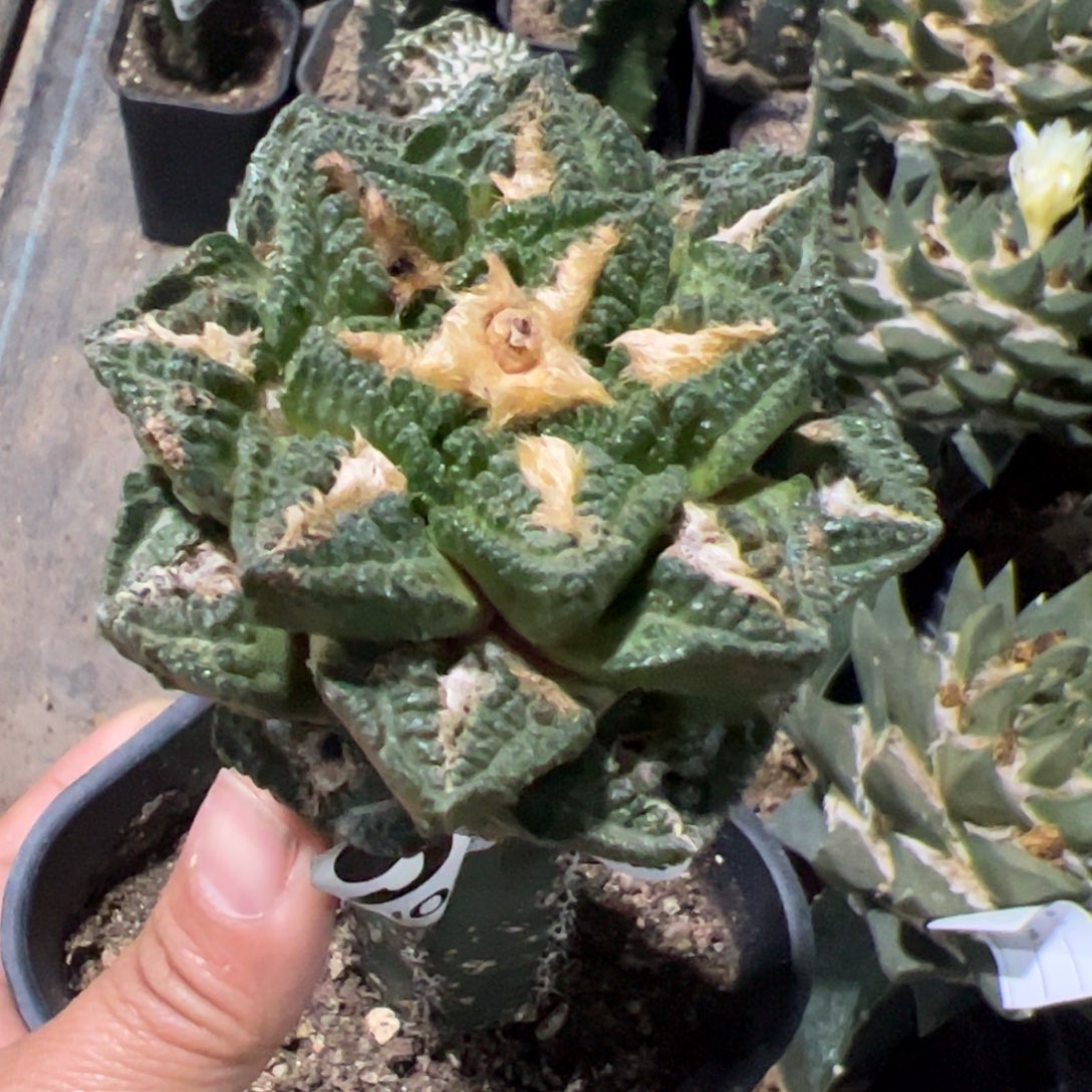 辛顿牡丹仙人球992