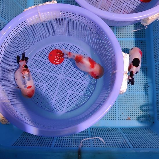 金鱼021兰寿两只特价顺丰包邮