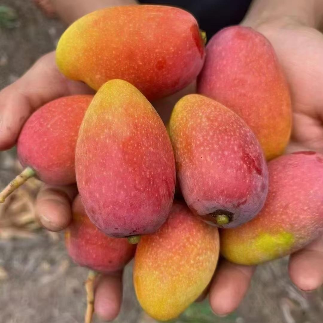 云南元江小金凤新鲜现摘贵妃芒果新鲜爆甜多汁水皮薄肉厚新鲜上市