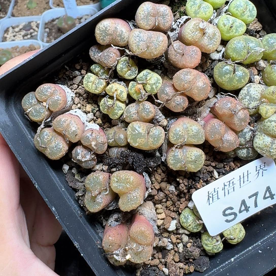 474号多肉植物哇f f