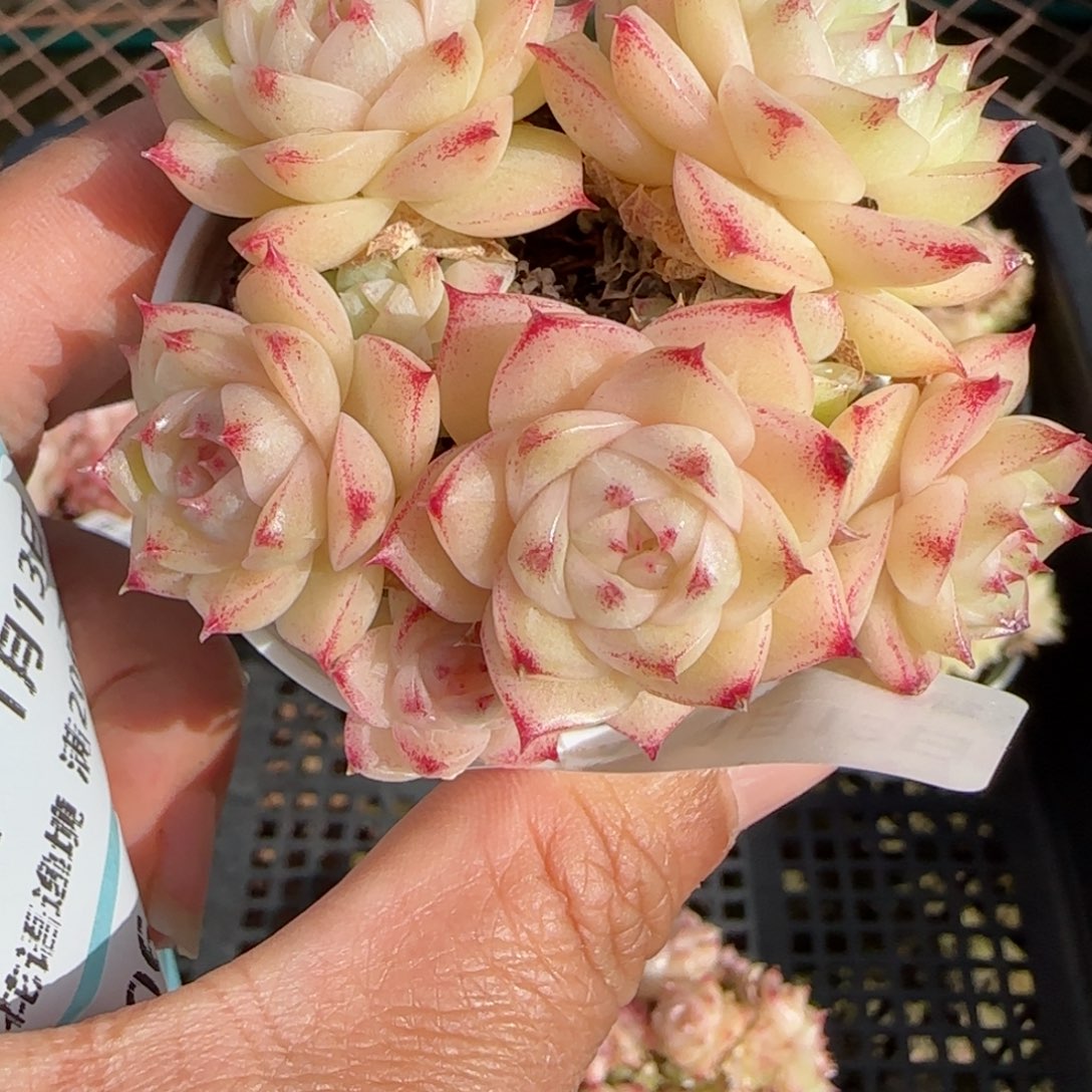 花语逸镜0113-304