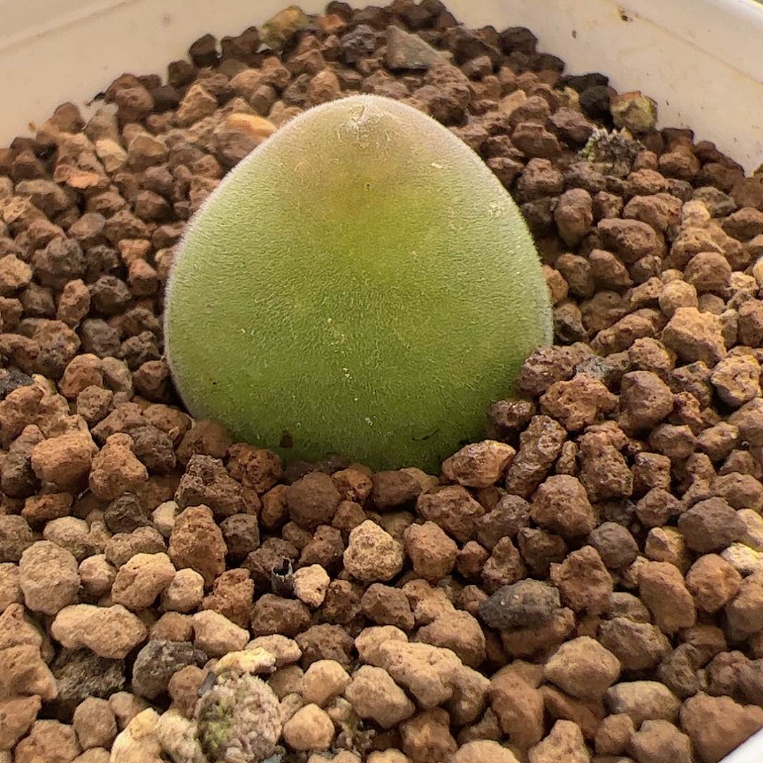 【闪购商品】98 宝辉