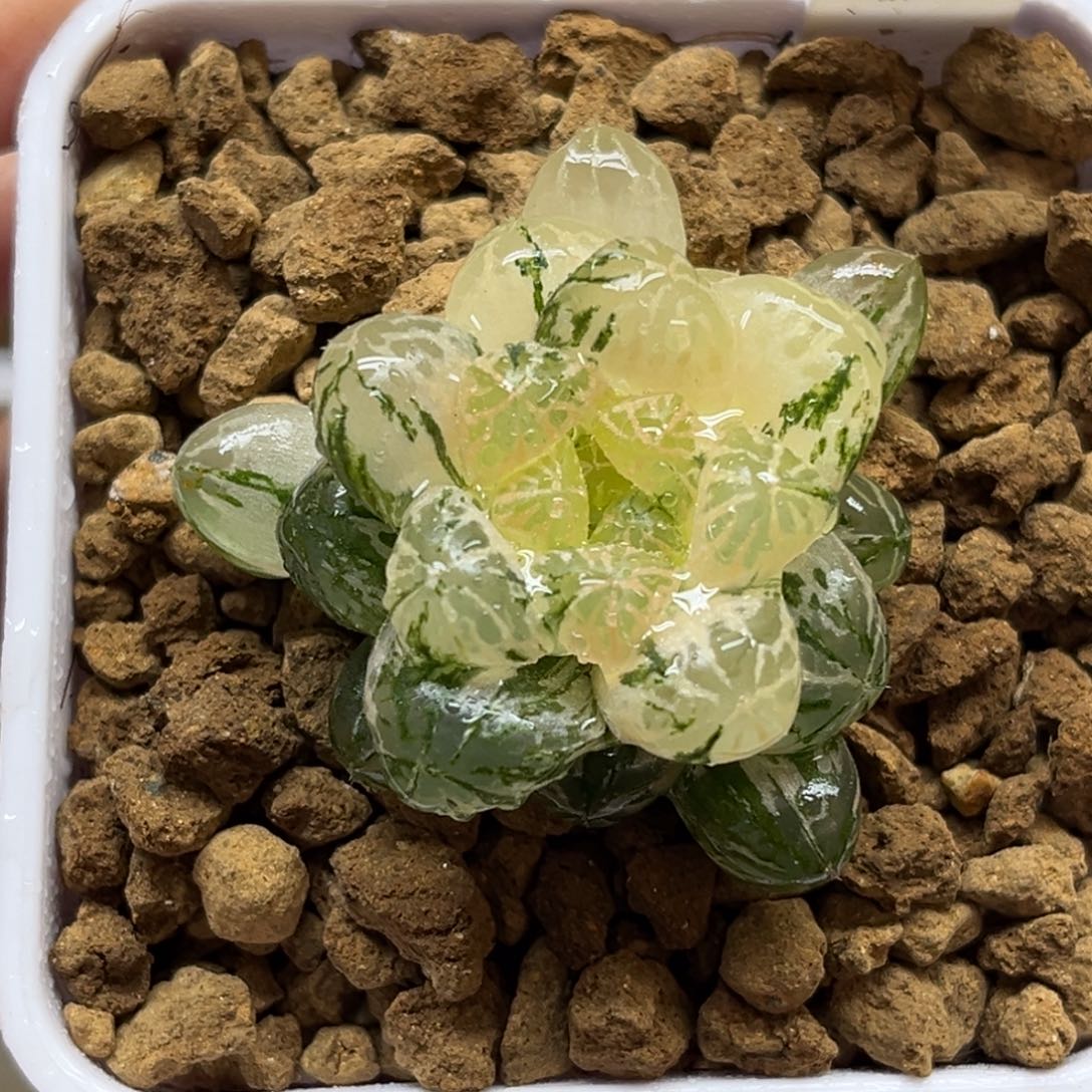 35塑料皮玉露锦福利专场