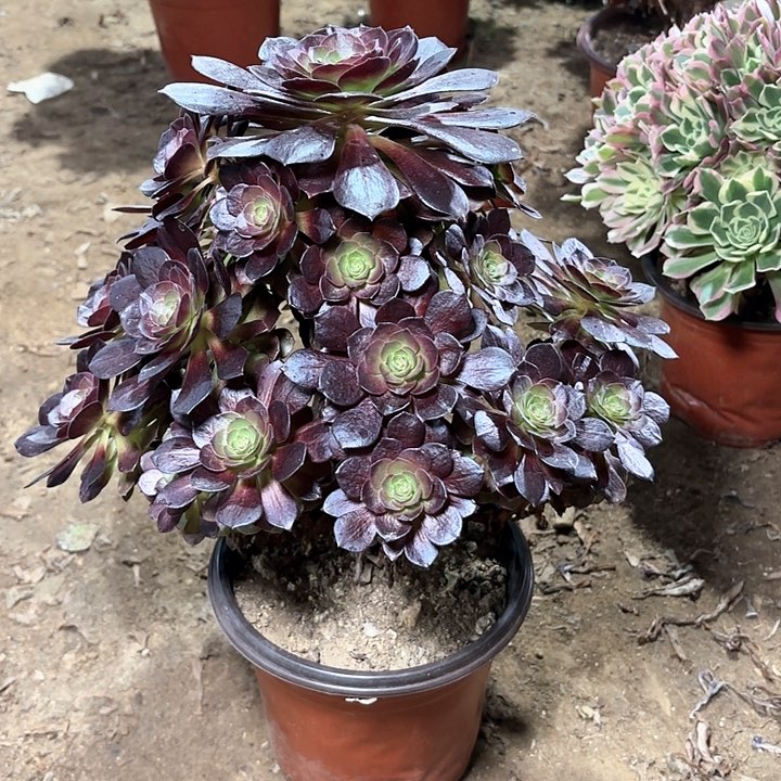 多肉植物赤焰莲43