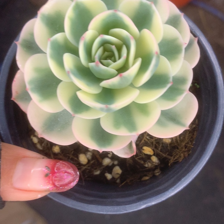 玉蝶锦。包邮 多肉。