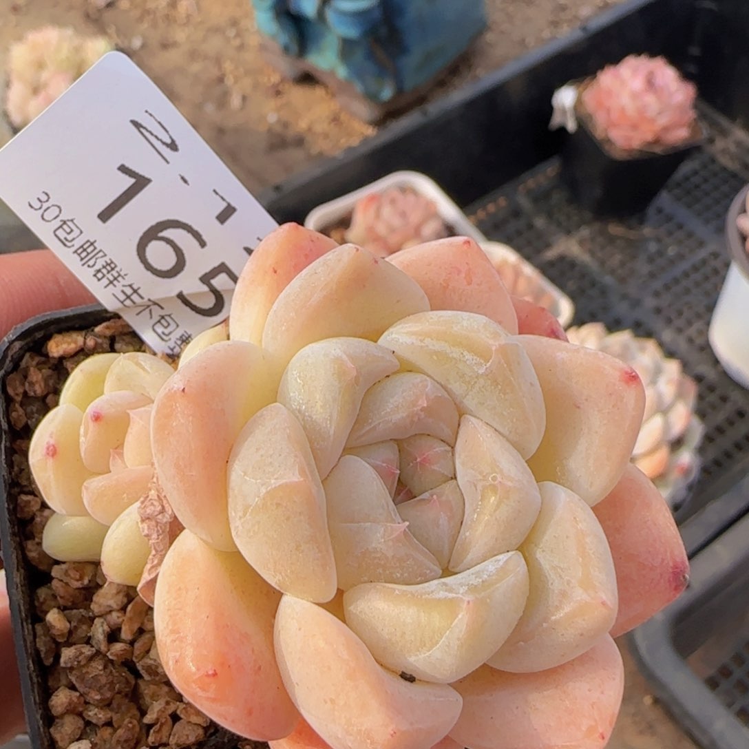 干冰双头一颗脱土发货