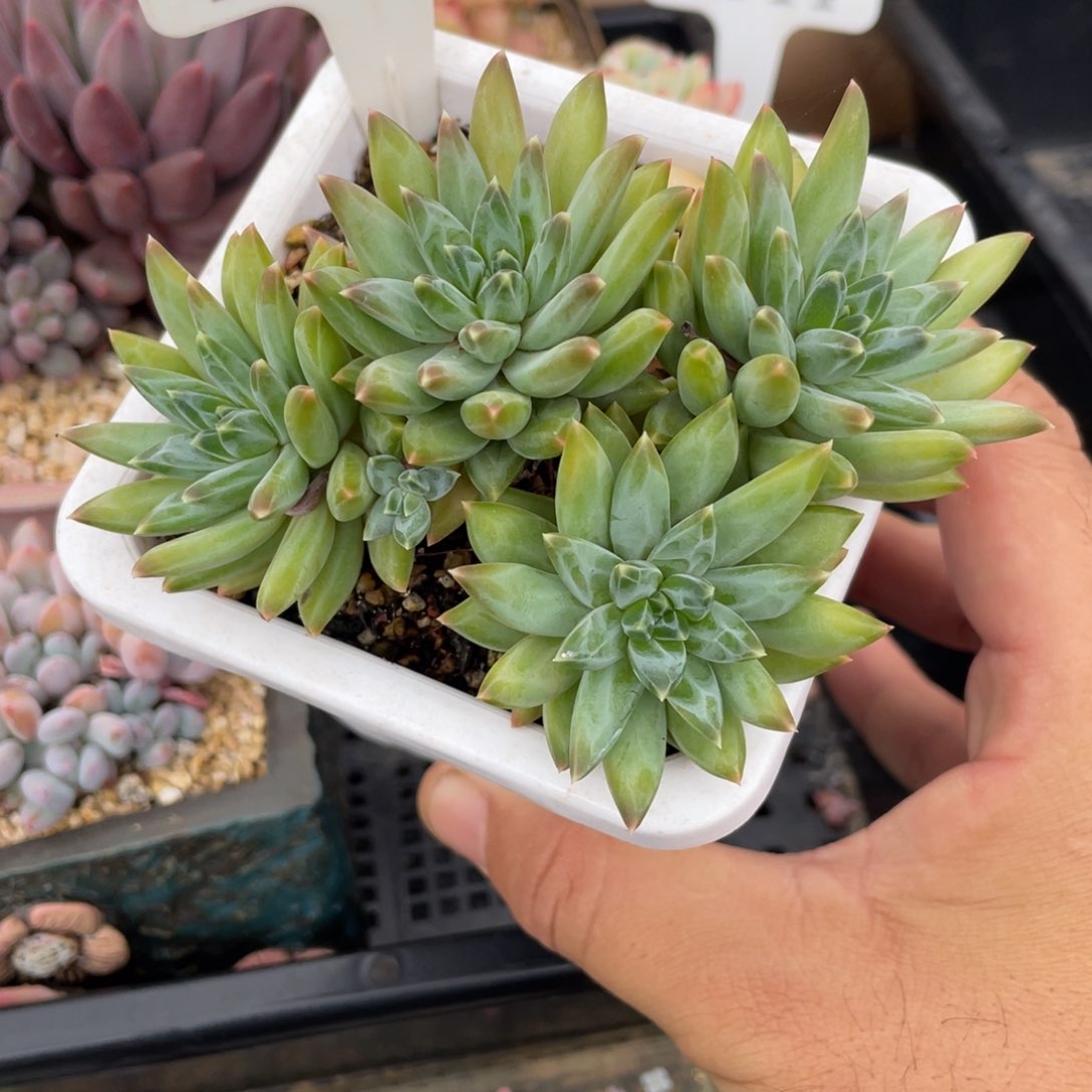 146暗纹不带盆8厘米