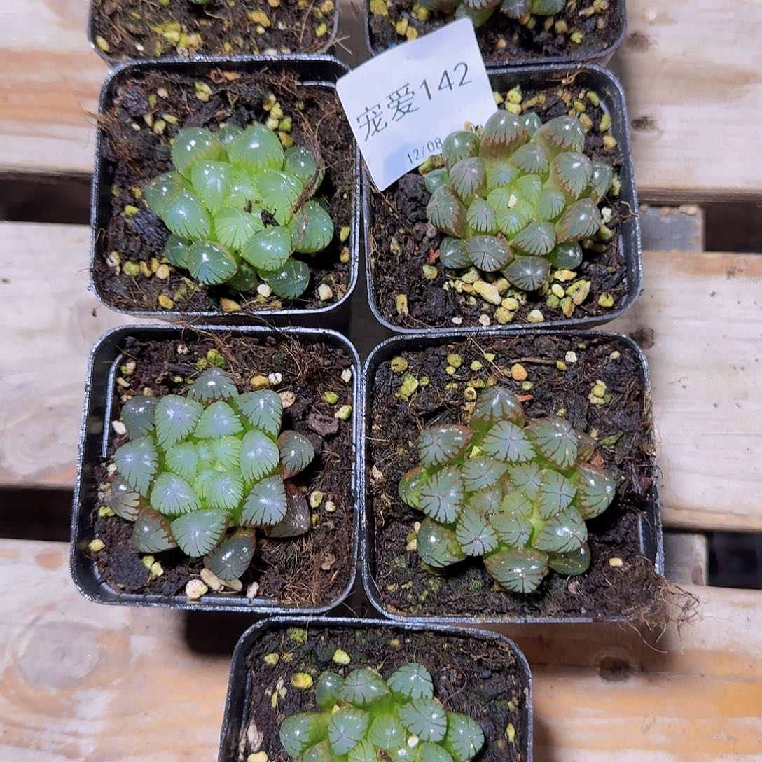 直播福利一物一拍142