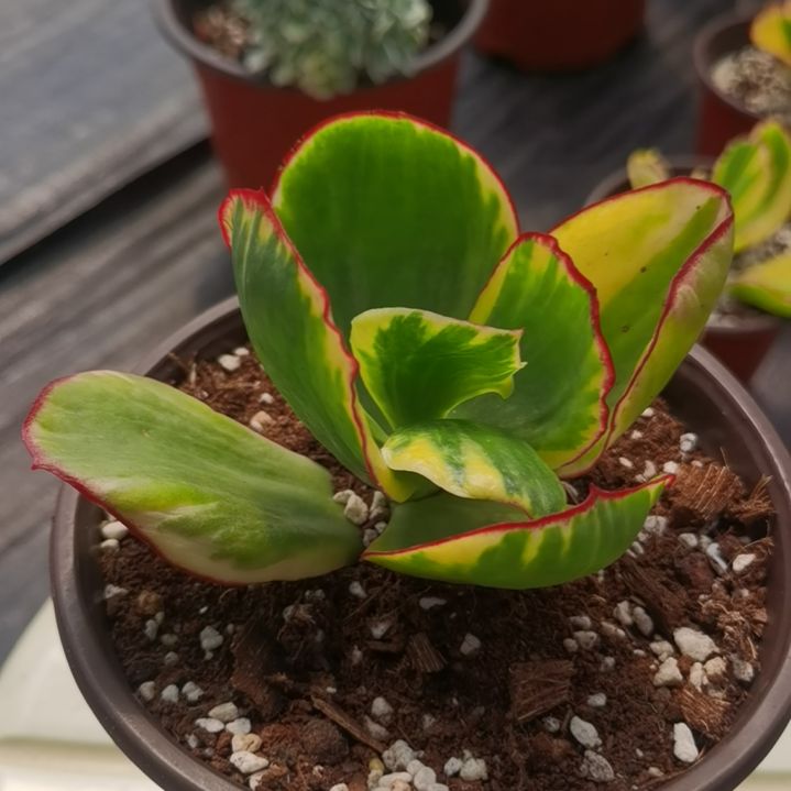 包菜家族的青梅白覆轮锦