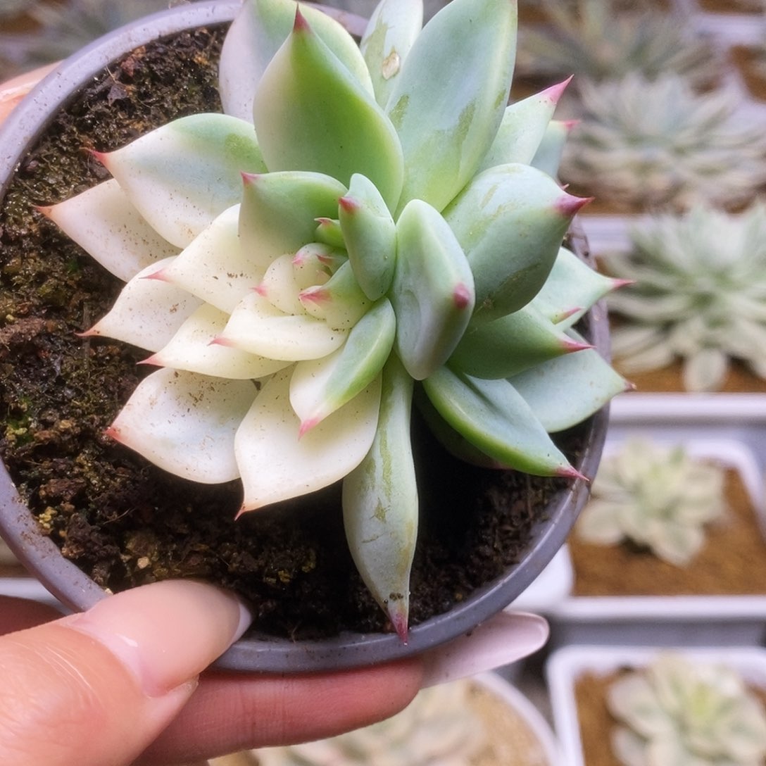 066锦锦锦锦锦锦锦