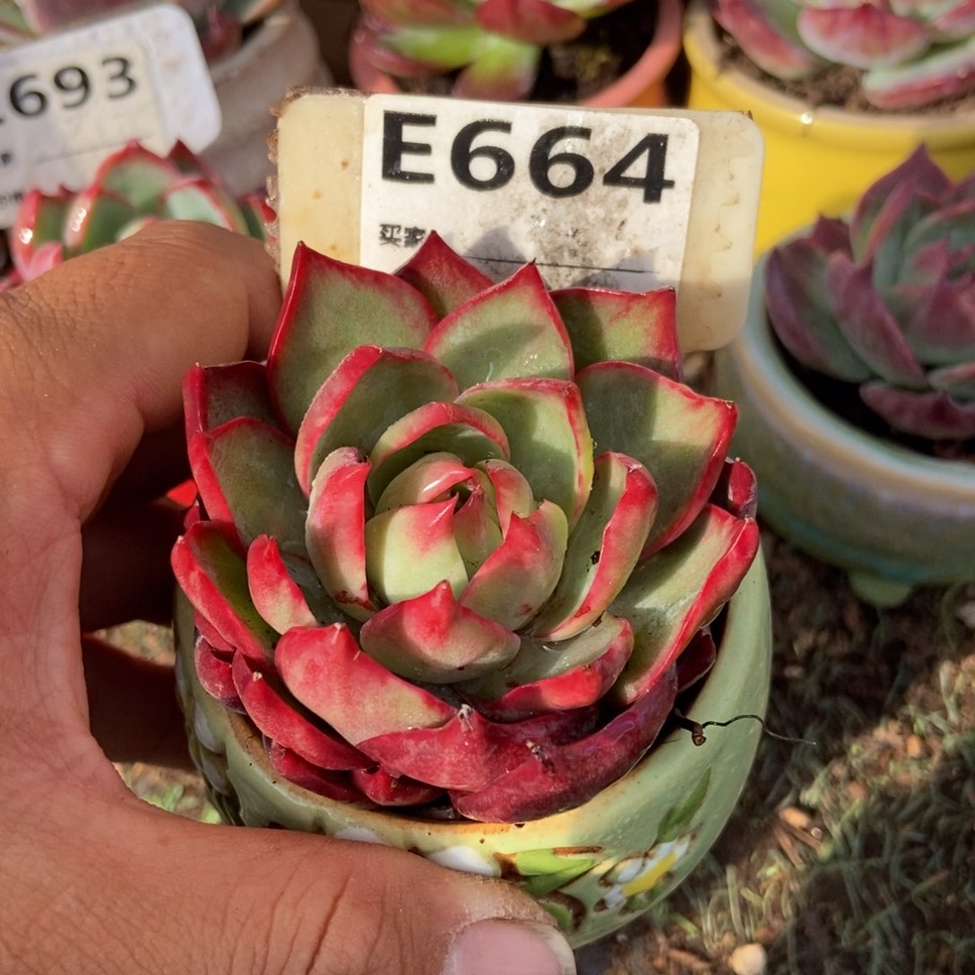 惊鸿一瞥664号楼