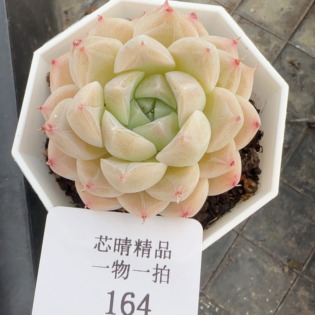 闪购精品多肉164号