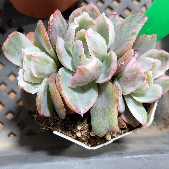 多肉植物759多肉