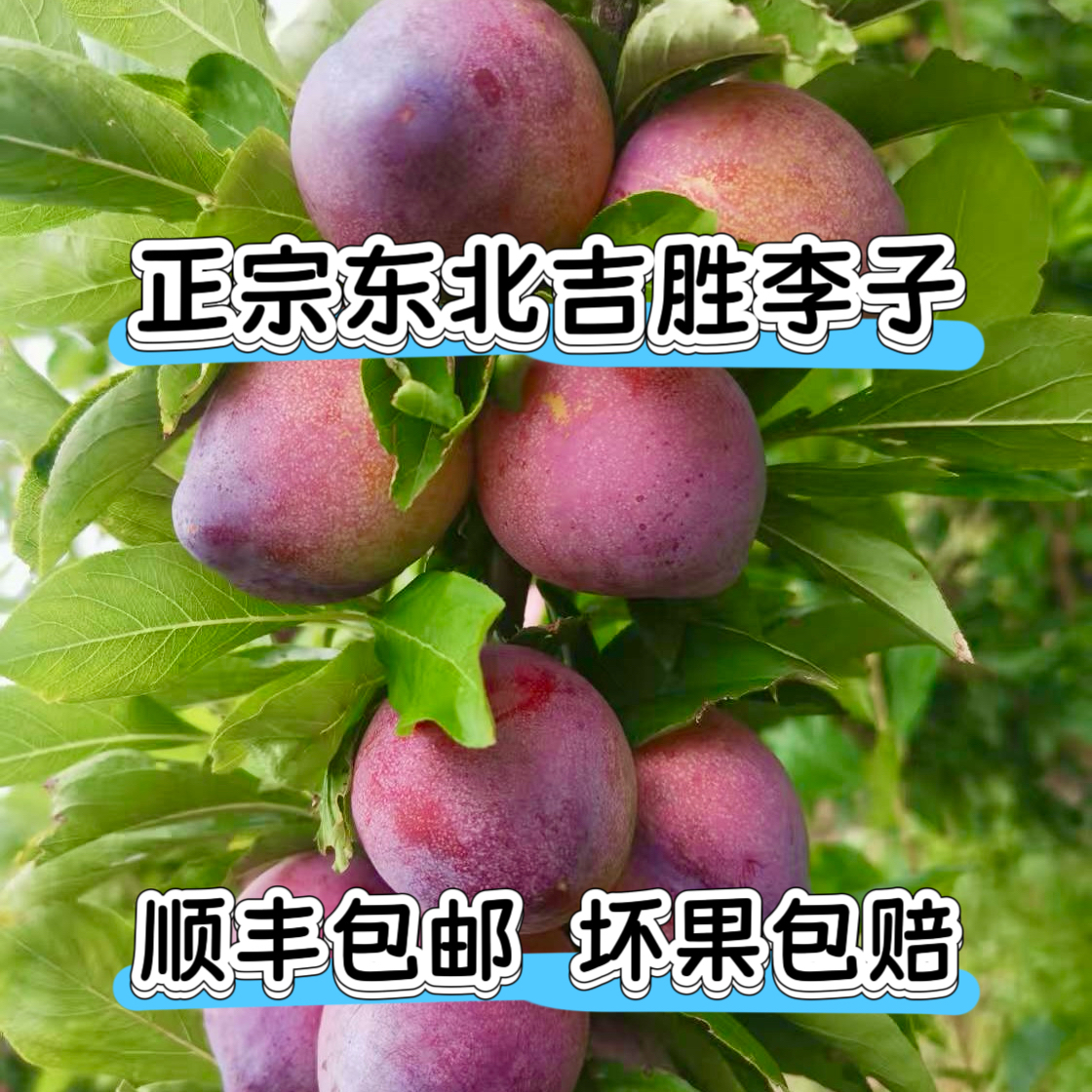 黑土地鸡心干碗李子自然树熟新鲜现摘酸甜可口孕妇爱吃水果  