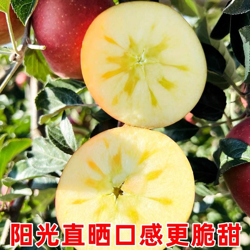 【产地严选】高品质糖心丑苹果四川大凉山盐源冰糖心新鲜丑苹果直发