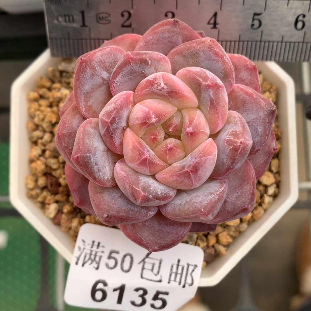 6135。母本秘境琥珀。    