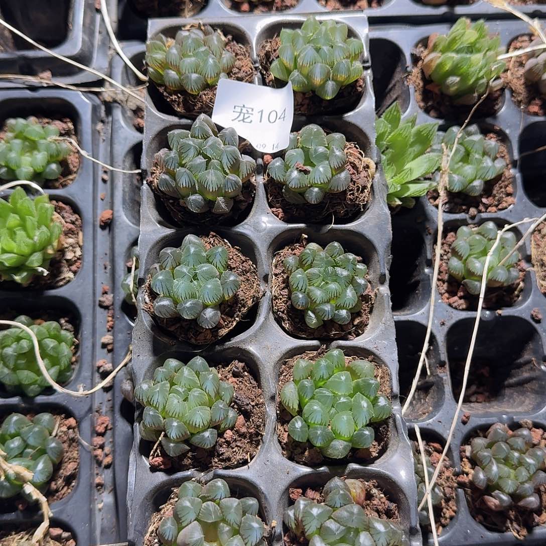 直播福利一物一拍104