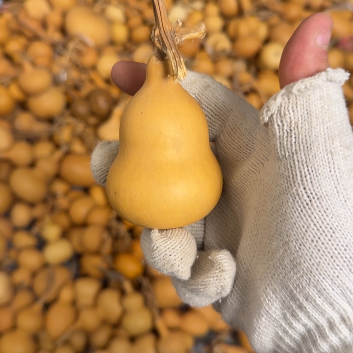 葫芦9.9.9.9.9.9.9.9