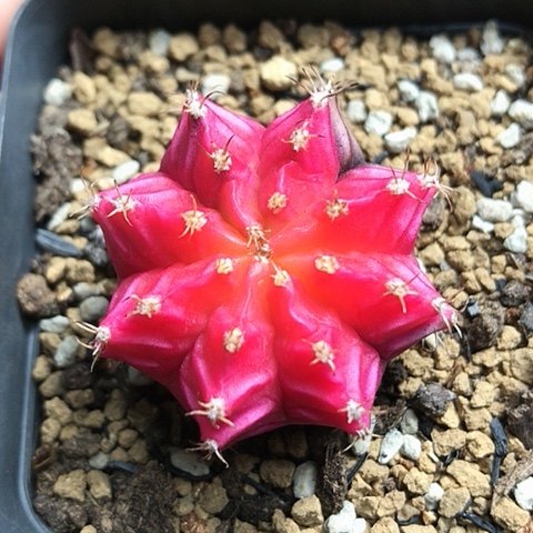 多肉肉锥 米哈牡丹锦