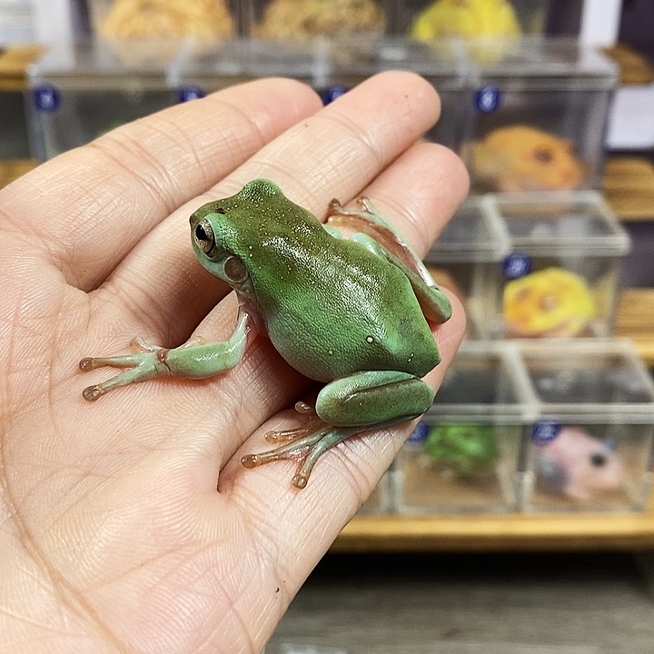 张***动角蛙944号绿姥爷树蛙