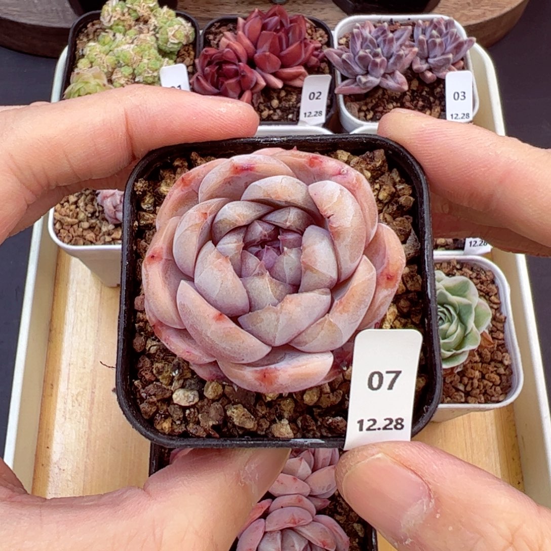 好好看07、哈哈哈哈