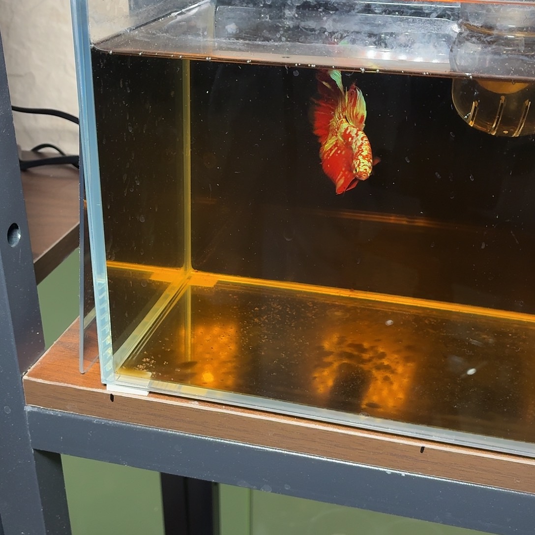 斗鱼彩金半月公鱼