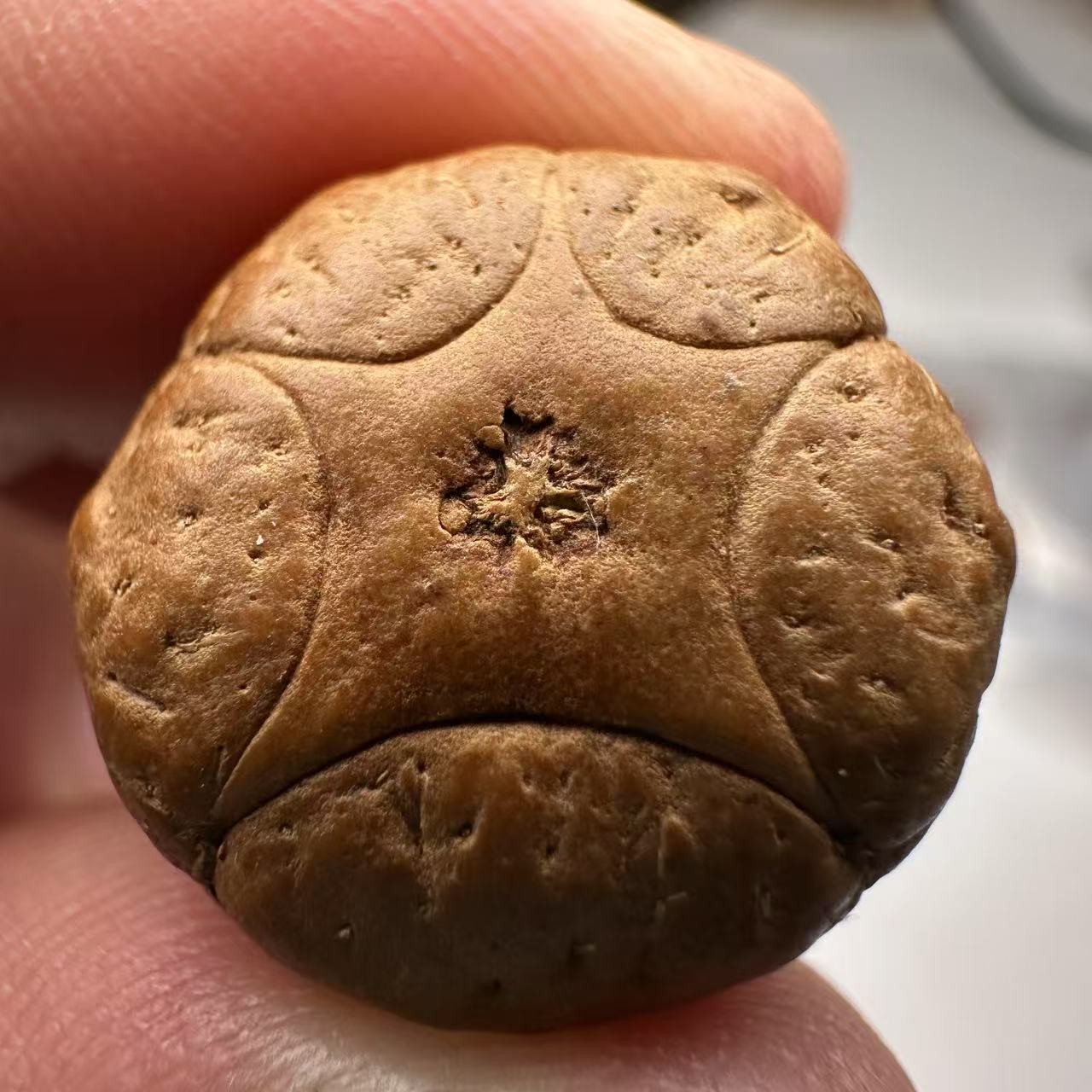 尼泊尔五星菩提，尺寸19，sss系列，货号156