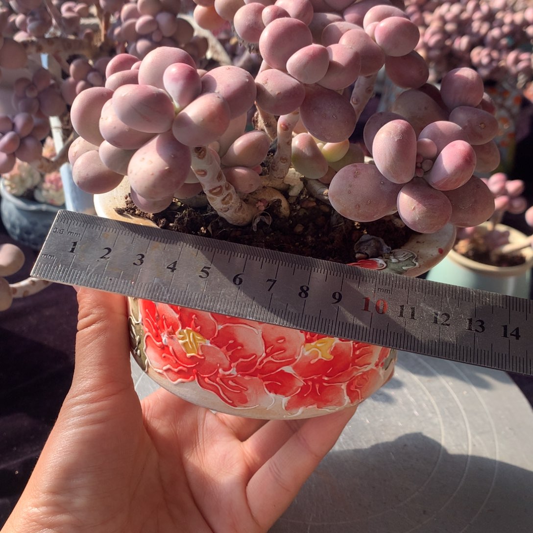 17号带盆偏远地区不包邮的