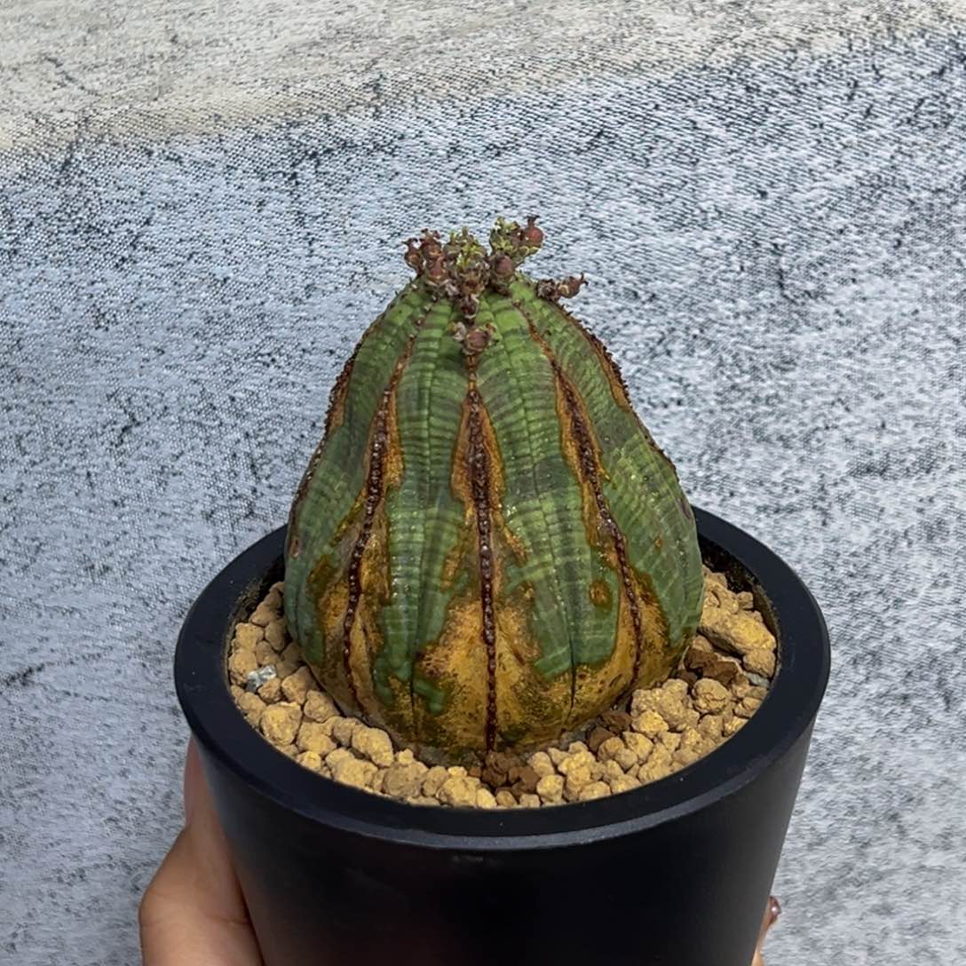 m荧光绿宝塔布纹球带盆