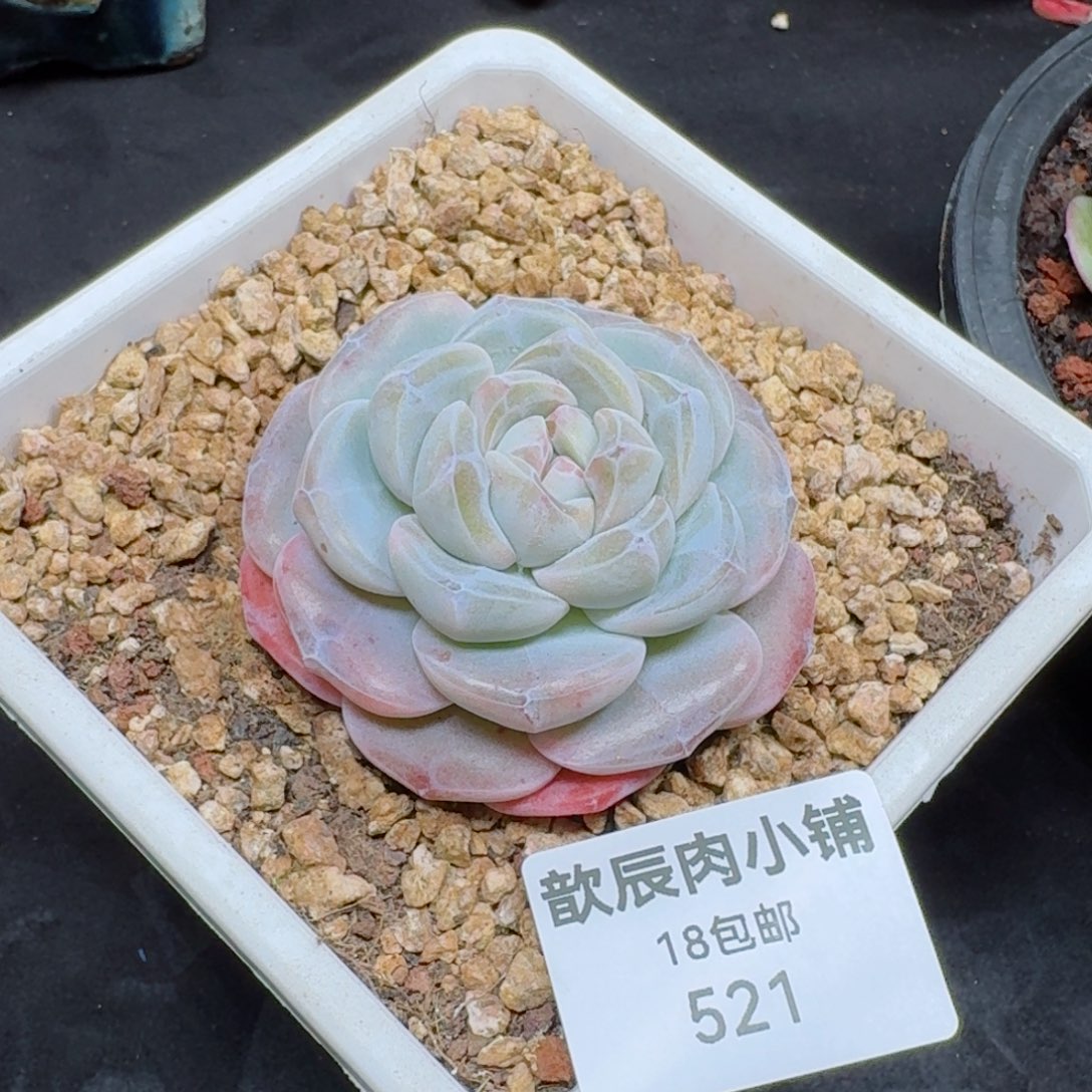 多肉植物  糖心冰玉  521