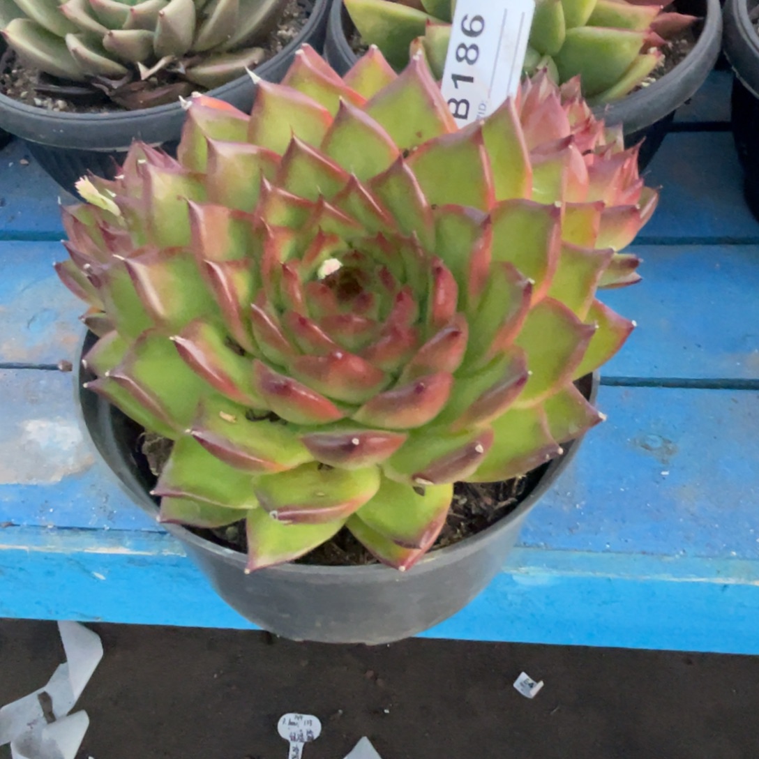 无花朵若如东云单拍B186