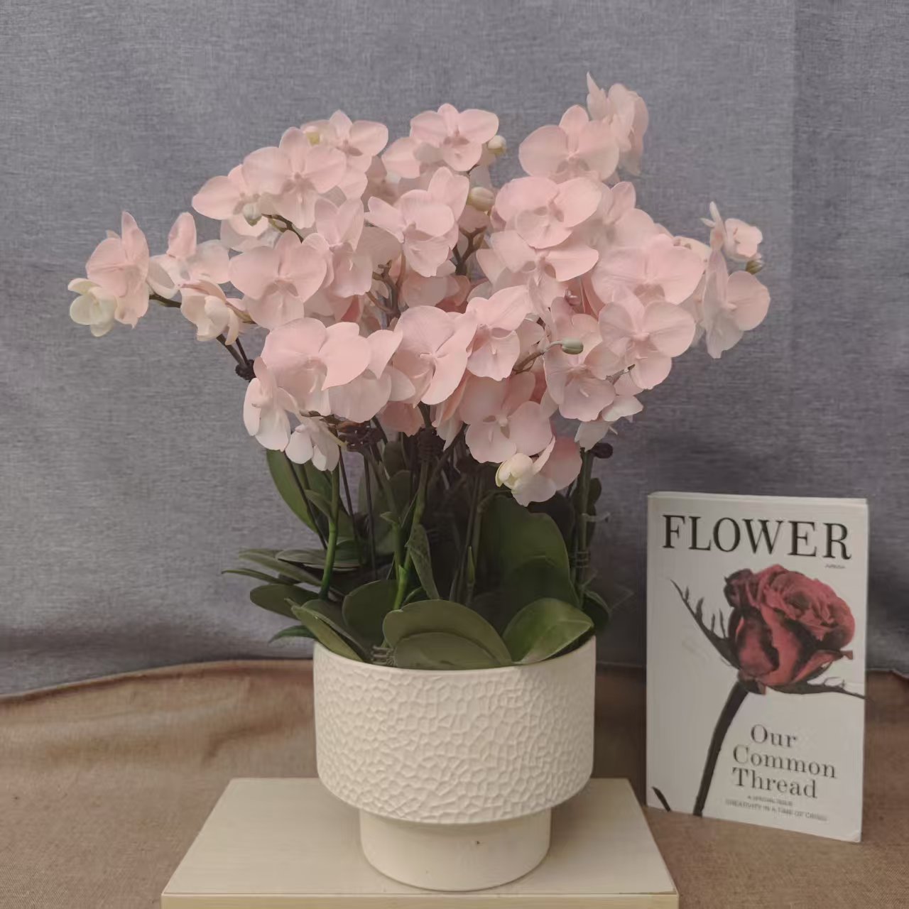 【火烈鸟】蝴蝶兰好养耐养花期长苗情优质 基地直发-喷染花卉