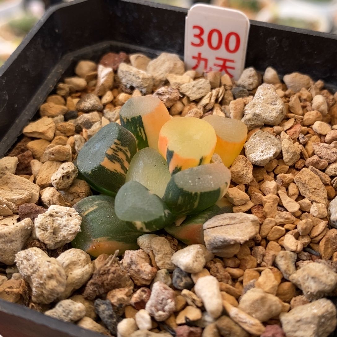 300号空门万象锦带盆