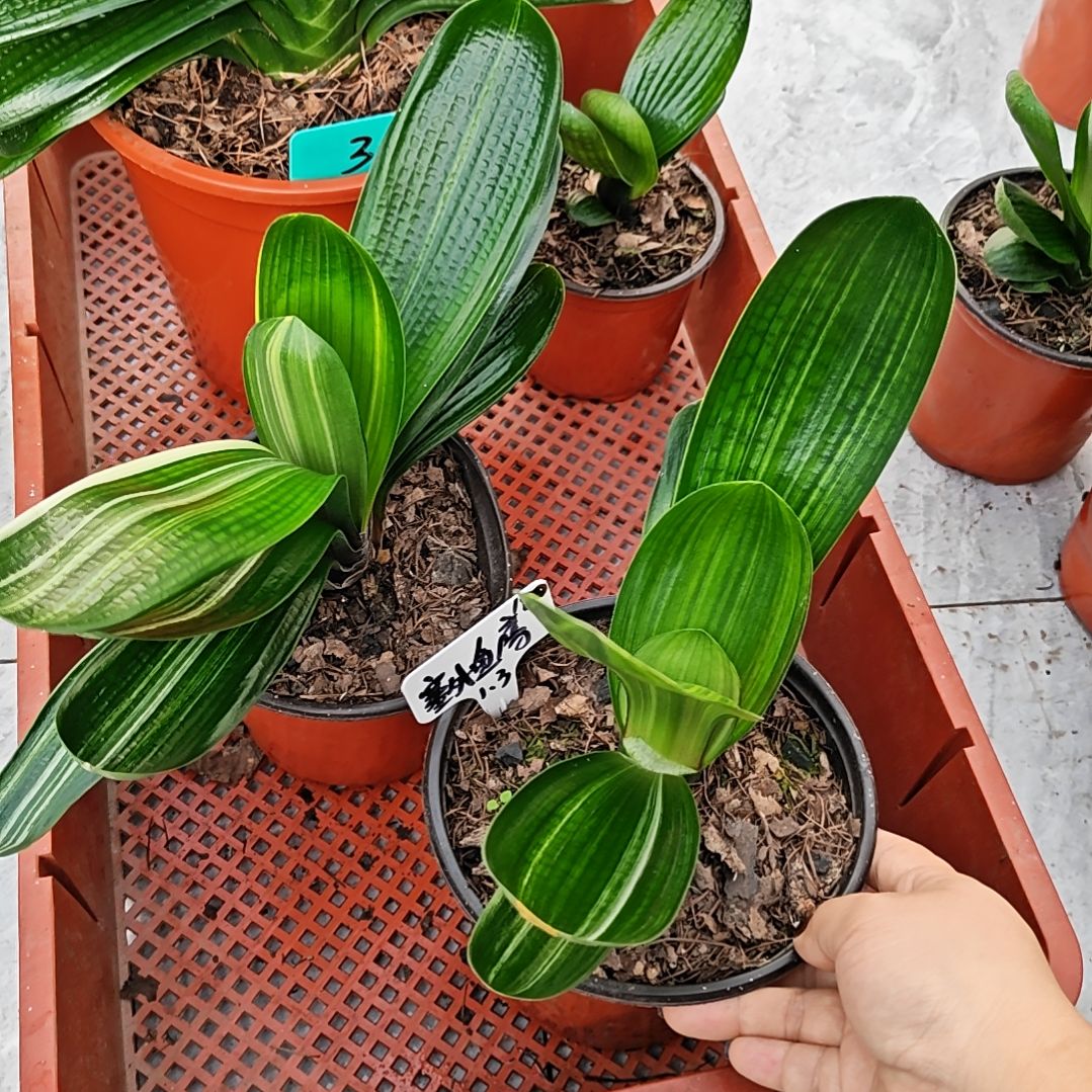 完全开放君子兰精品