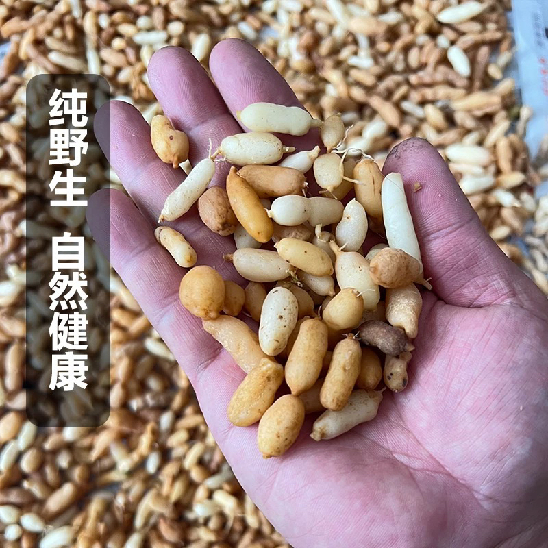 农家正宗野生无熏无硫麦冬