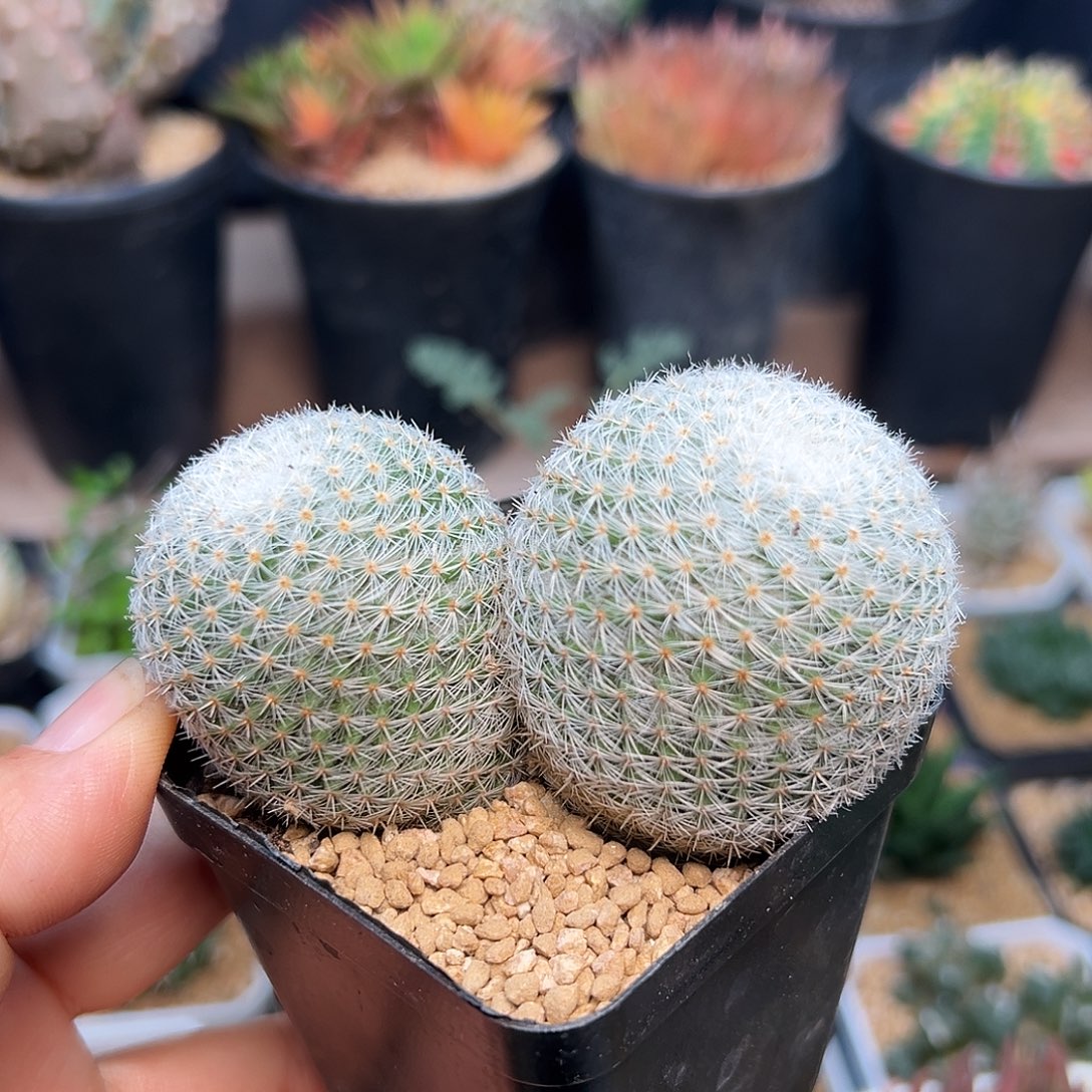 希望丸实生球双头8cm