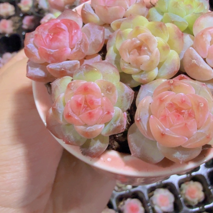 七彩冰魄五颗一组