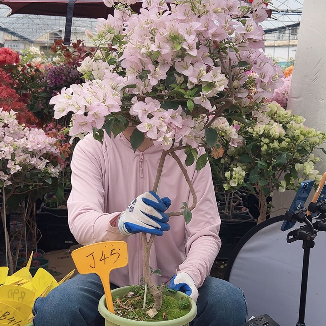 娜****大部分花苞少量开放J45苹果花