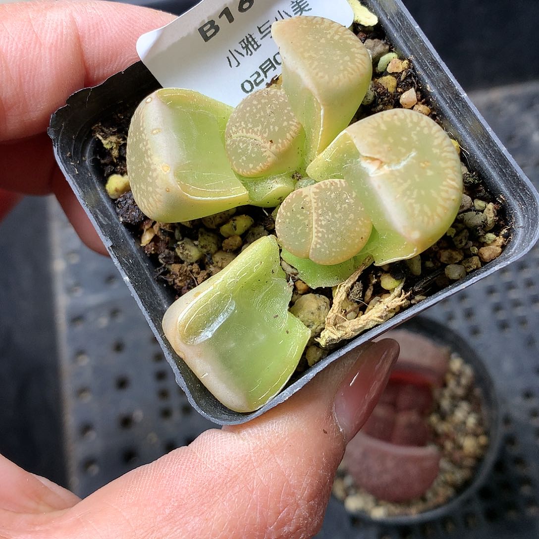 B160多肉植物保护研究所