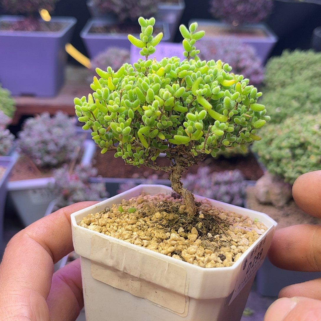 299蜜橘糖球造型桩