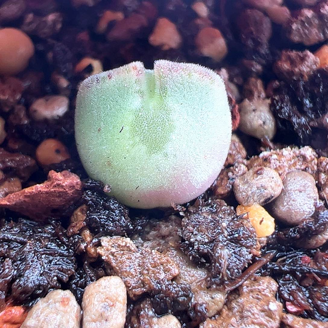 723。   青蛙大眼睛空蝉。    超短耳。   