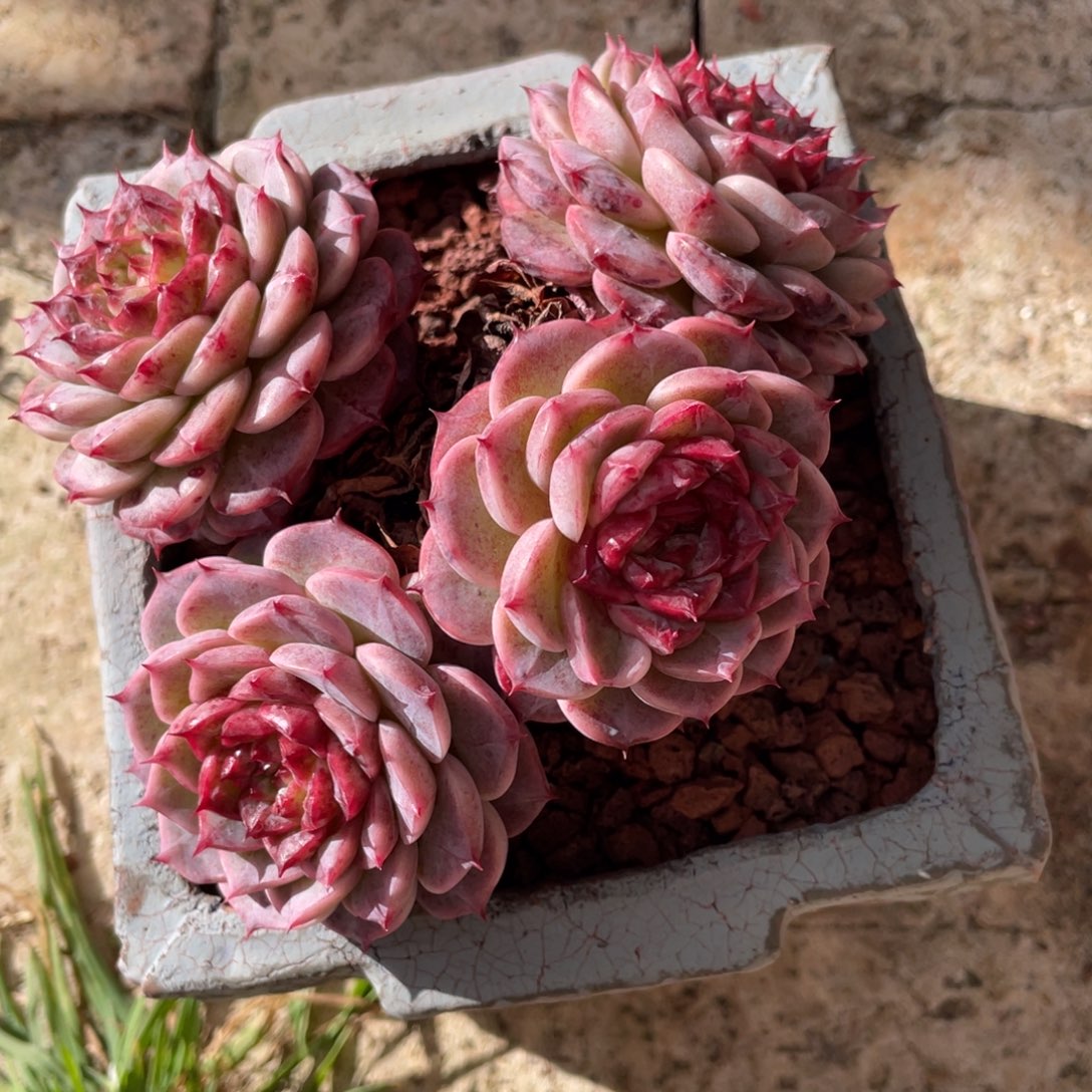 臣***议多肉植物盆栽多肉的，