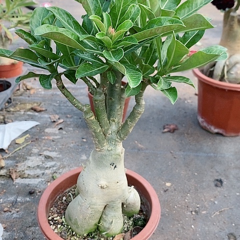 【闪购商品】无花朵一**着