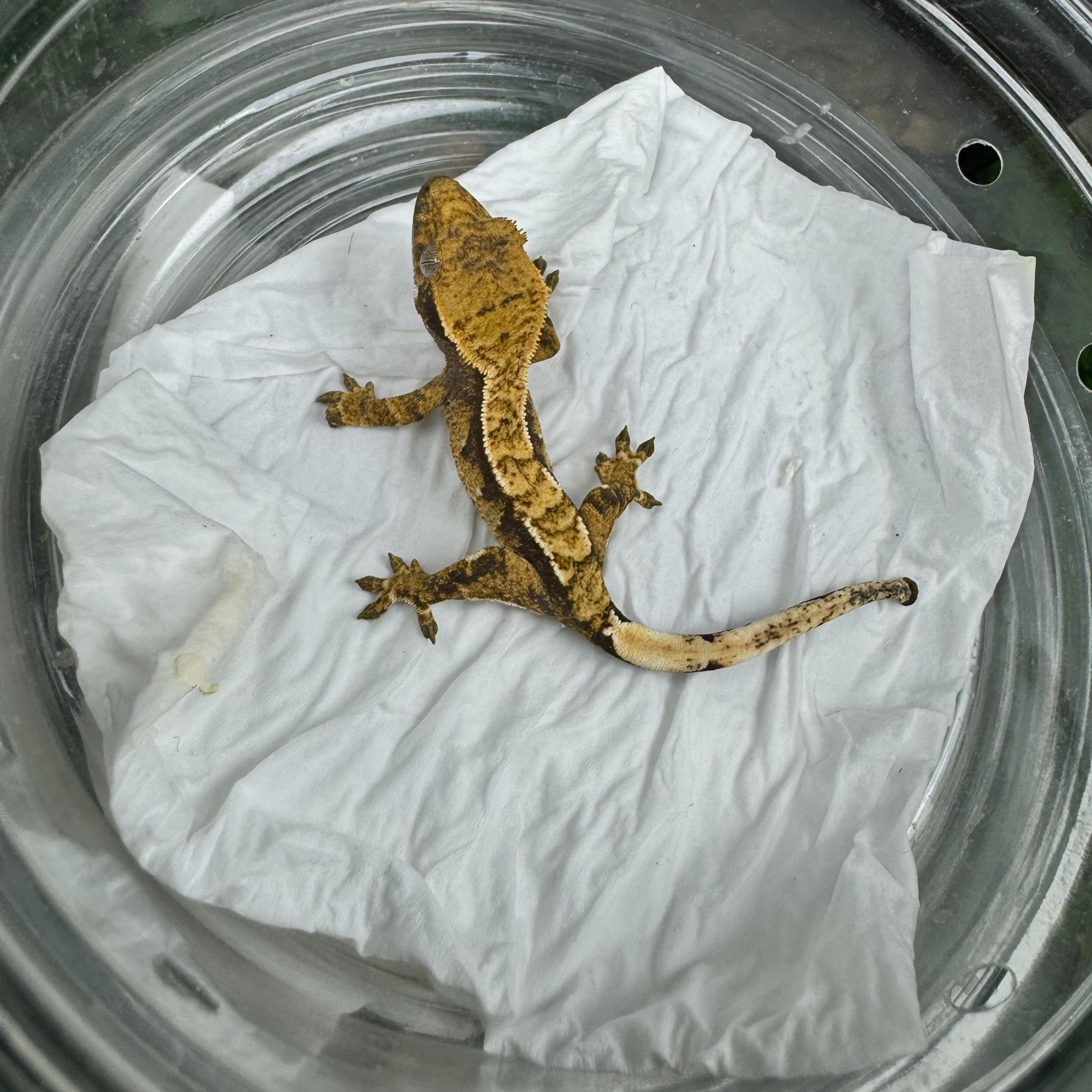 sanse手入门温顺可爱桌面宠物活体