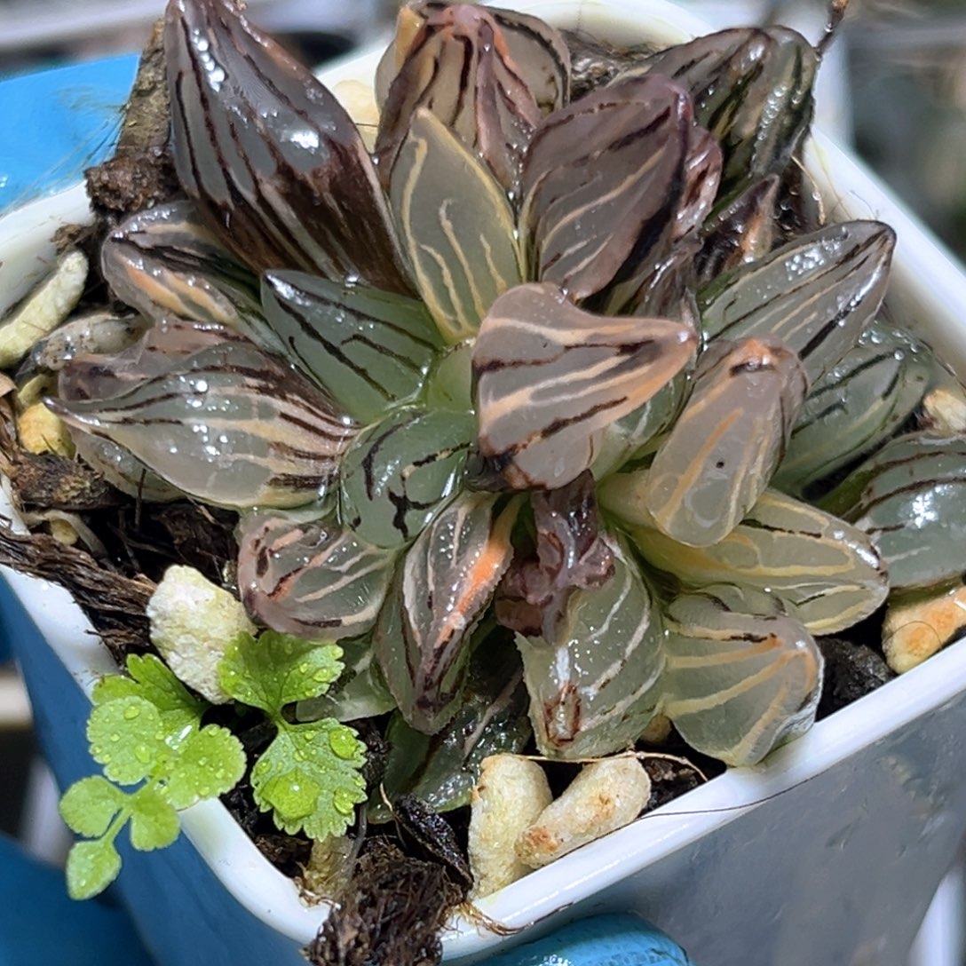 恭喜发财大吉大利507