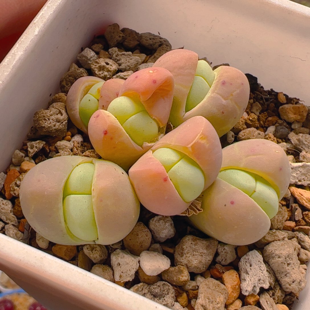 015多肉植物组合